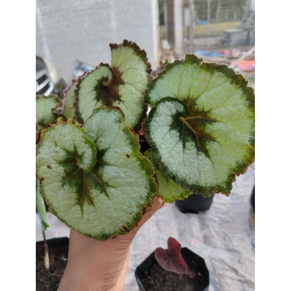 Begonia Keong