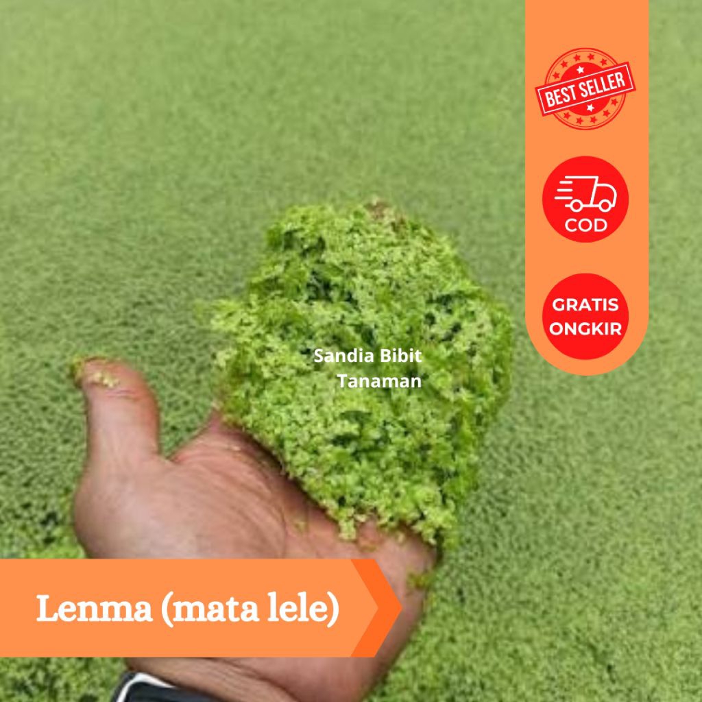 Lenma (mata lele) pakan alternatif ternak berprotein tinggi