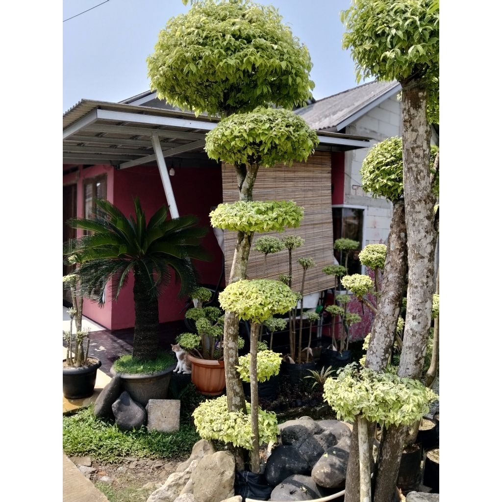 Bonsai anting Putri 3meter jumbo