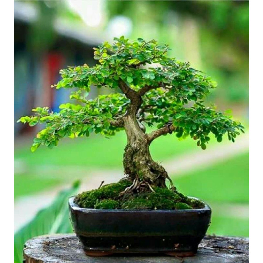 Bahan bonsai kemuning micro - bibit tanaman kemuning mikro
