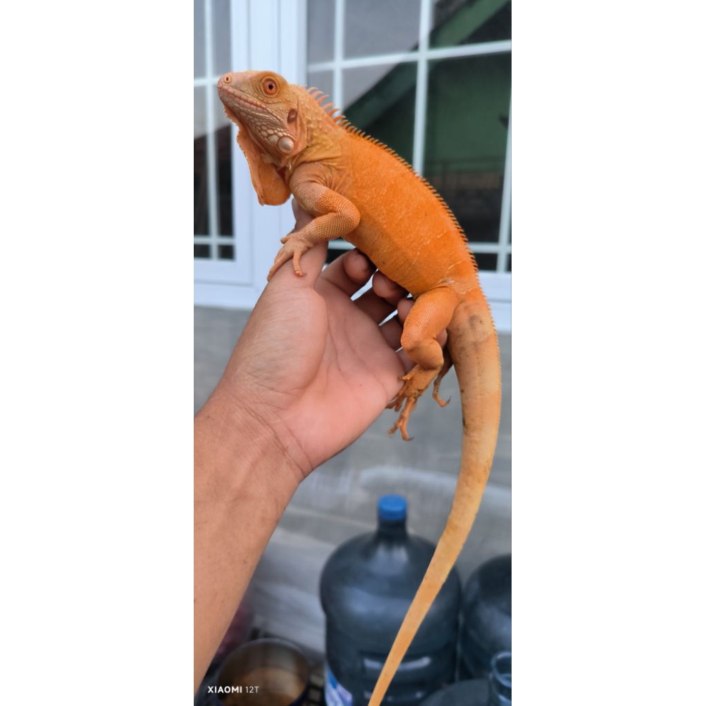 red albino iguana jantan  grade A