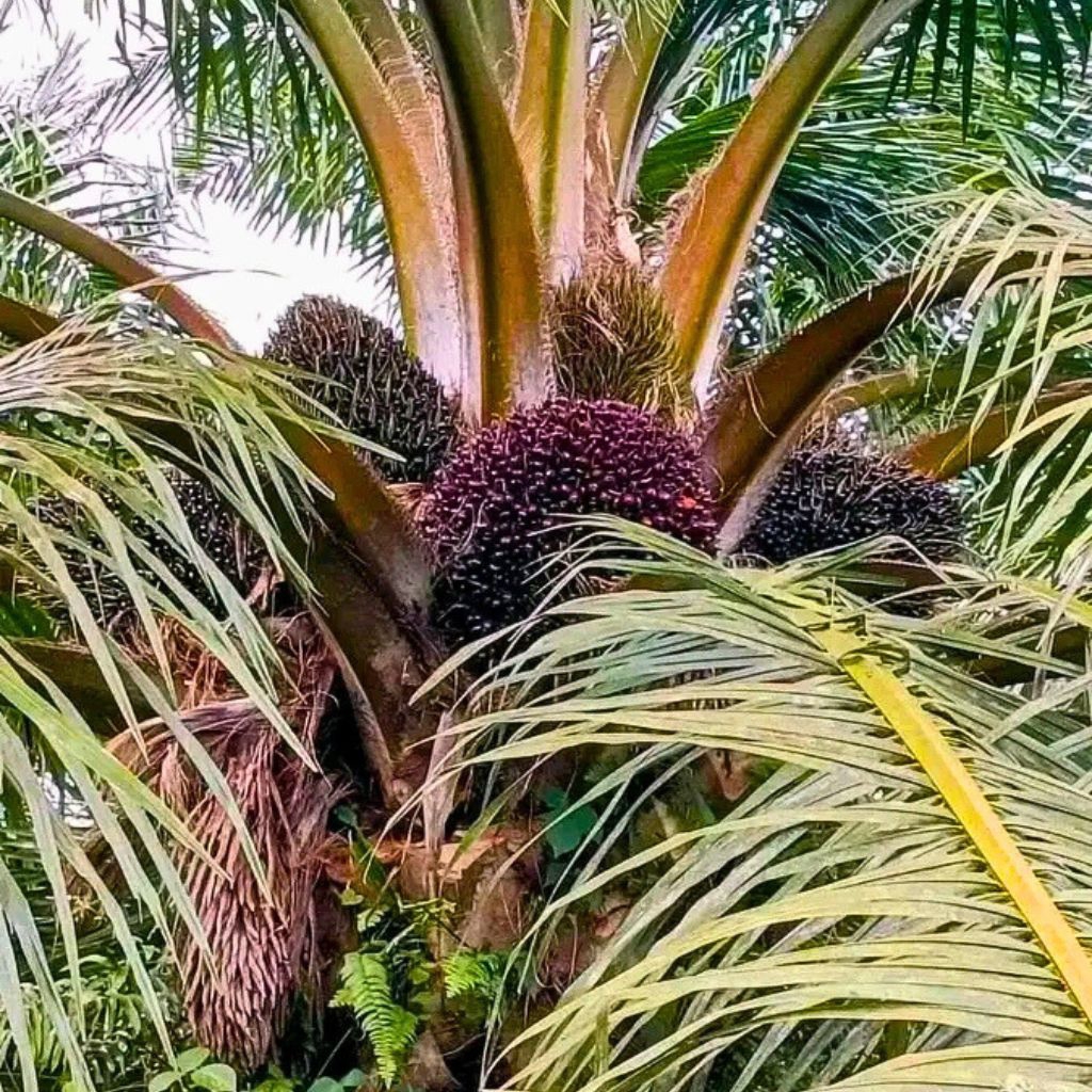 Raflezia Pupuk Booster Pelebat Dan Penyubur Sawit Pupuk Pelebat Sawit Cepat Berbuah Pupuk Sawit