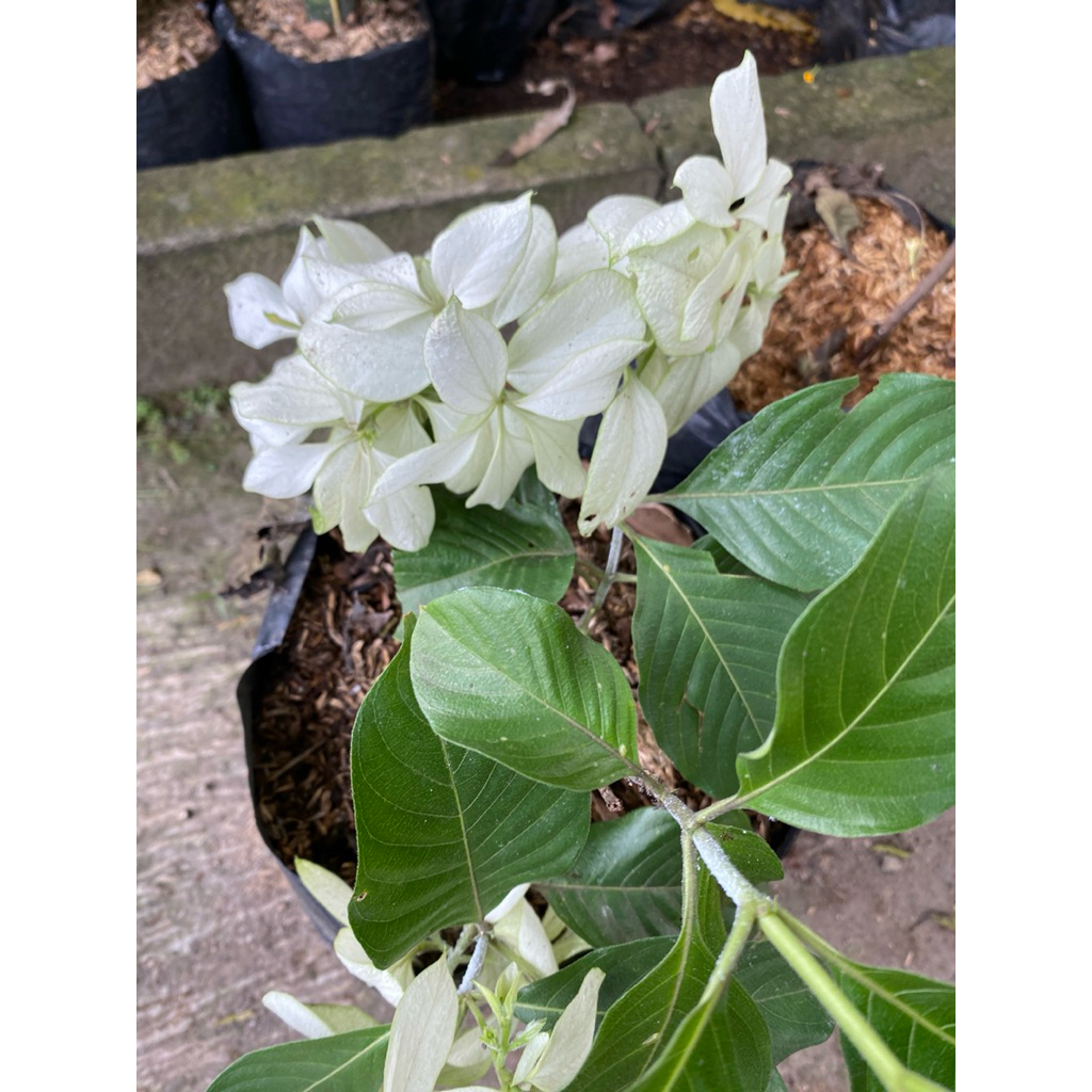 Tanaman hias nusa indah bunga putih/ Tanaman nusa indah bunga putih/ Tanaman bunga nusa indah