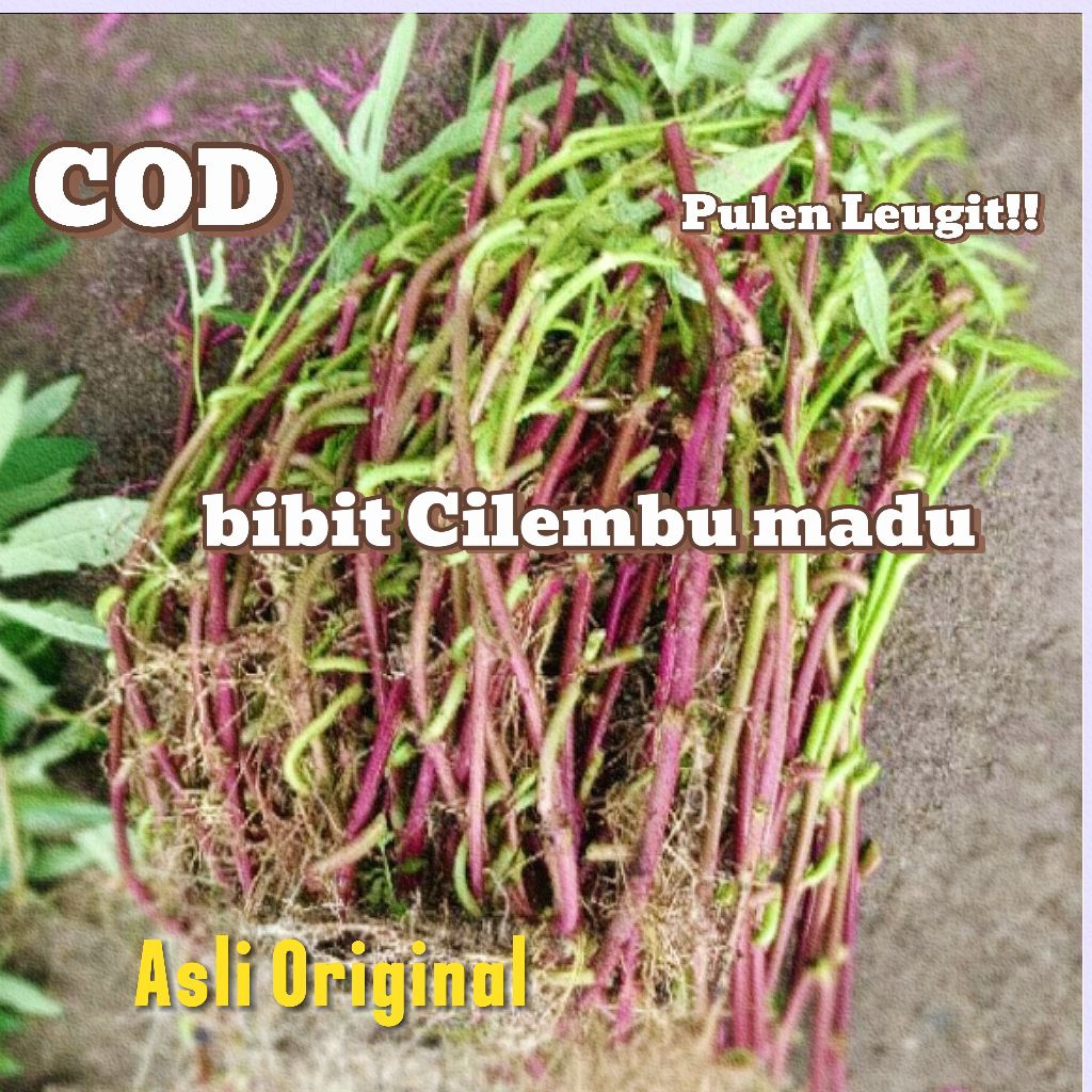 [COD] Cutting Stek Ubi Jalar Cilembu Madu Pullen 1pcs