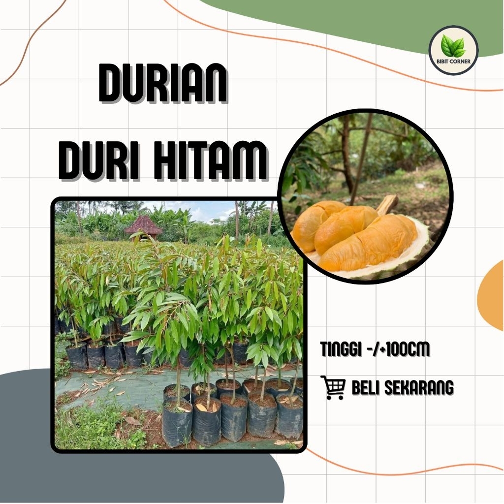 Bibit Durian Duri Hitam 1 Meter