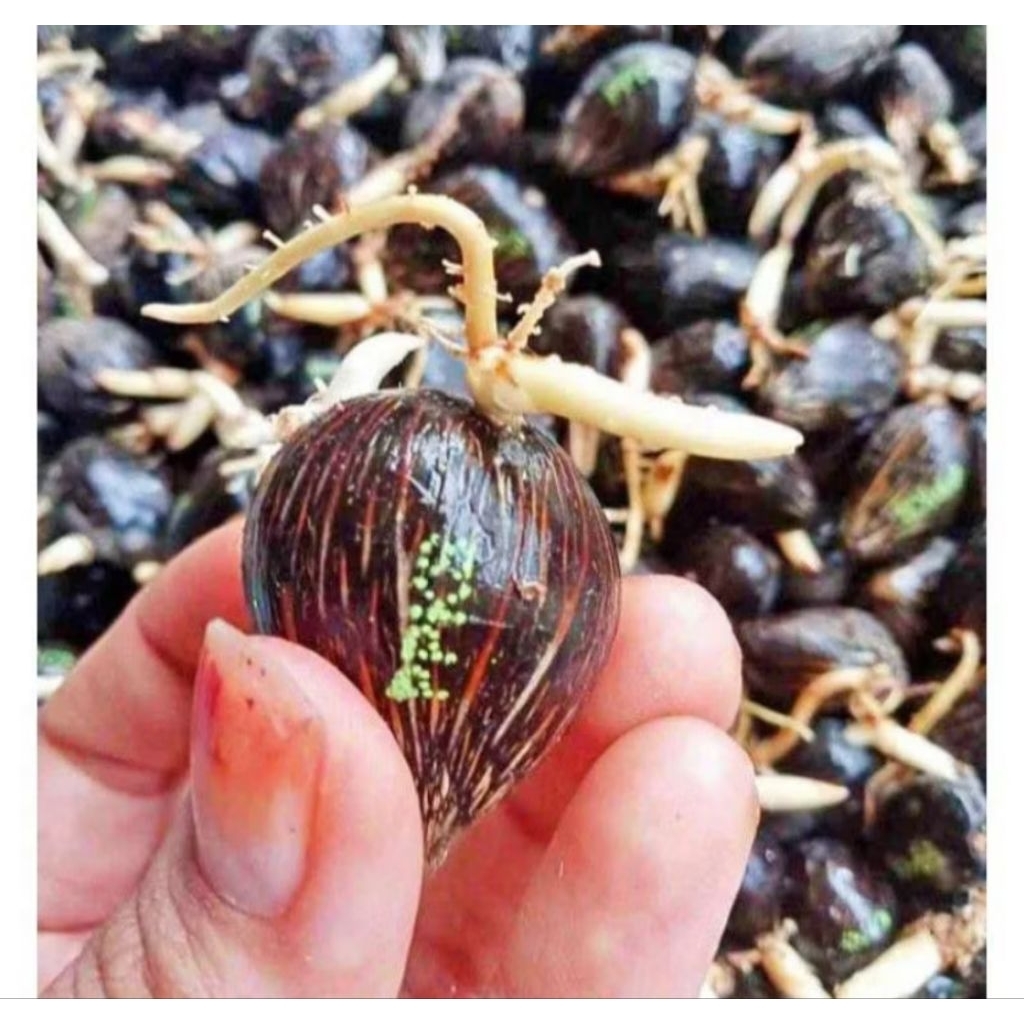 Jual Per Butir 5000 benih Sawit PPKS SIMALUNGUN original