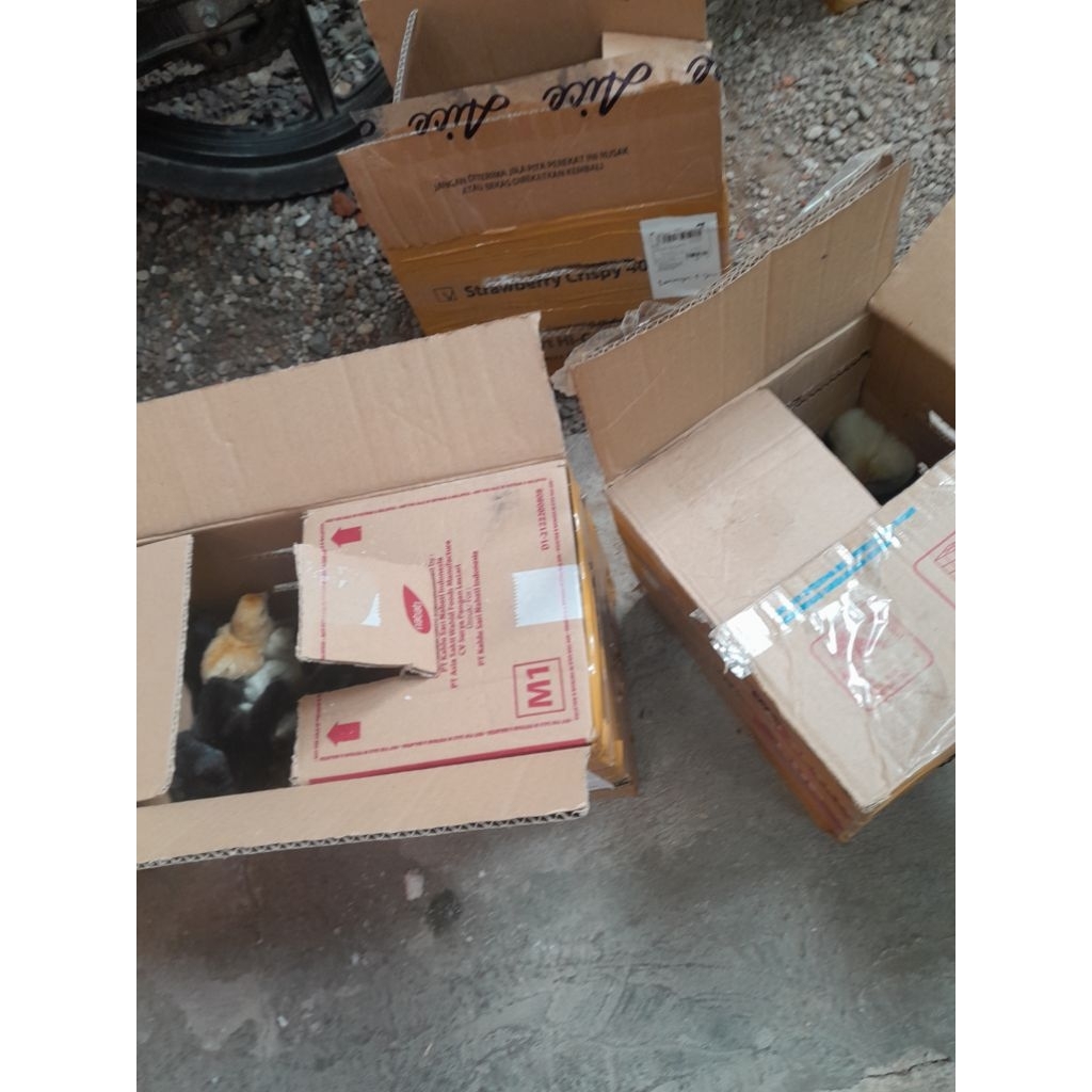 buk4n/KARDUS PACKING SUPERCHICK/DOC AYAM KAMPUNG UNGGULAN KUB2 UMR 0-3 MG/buk4n KARDUS PACKING ANAK 