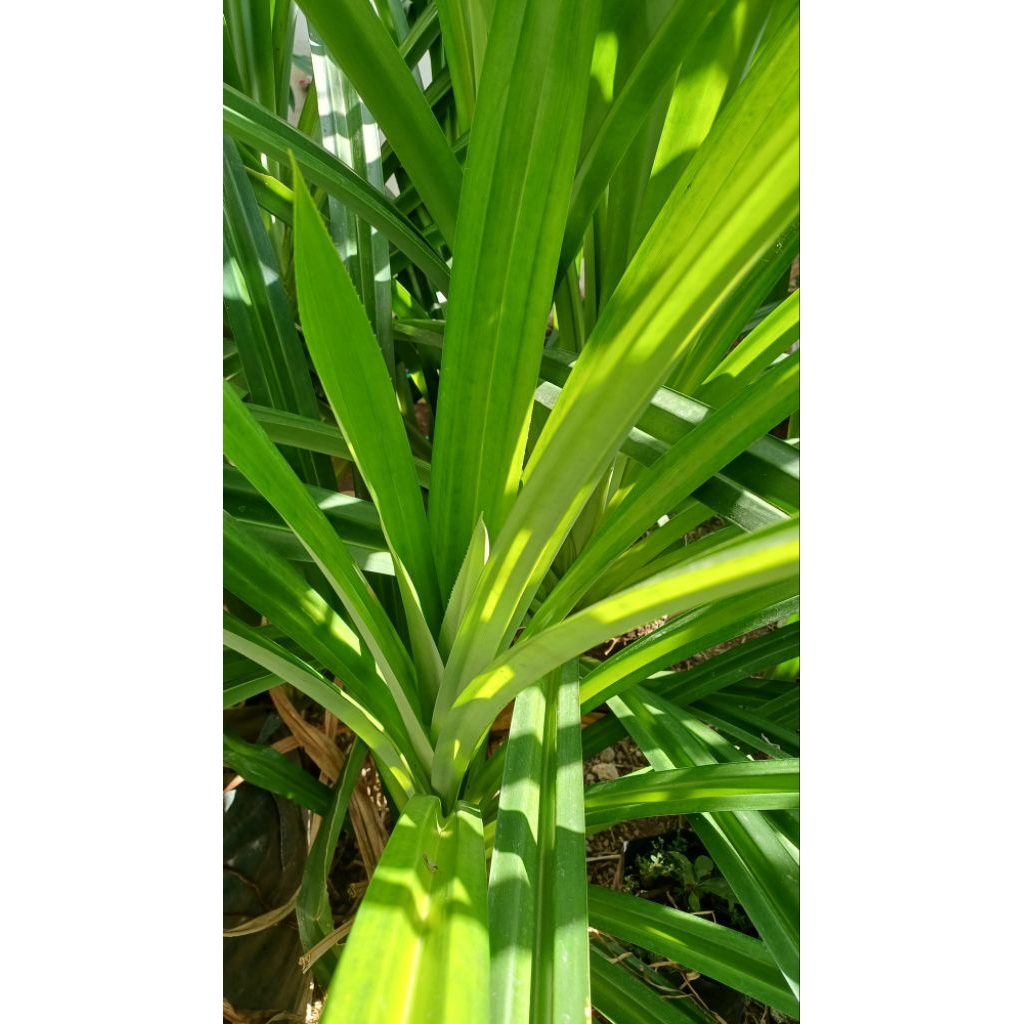 

DAUN PANDAN WANGI SEGAR/ FRESH 12 HELAI