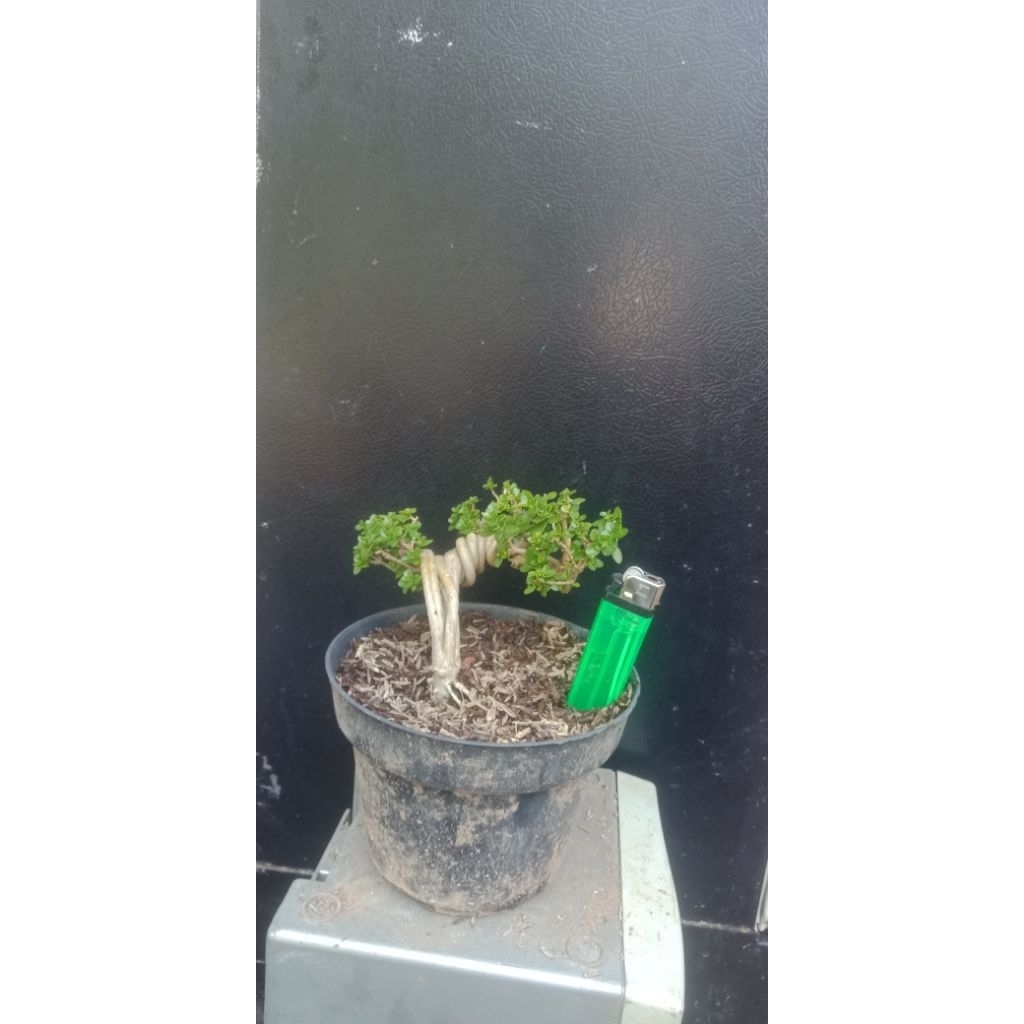 bonsai sancang ori plintiran