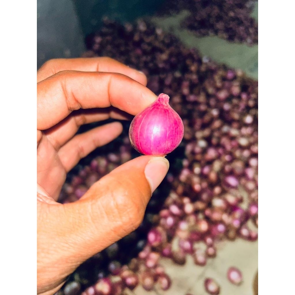 

bawang merah Probolinggo super kemasan 1kg