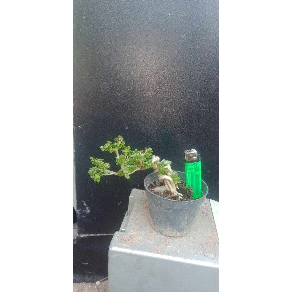 bonsai sancang ori siap pajang