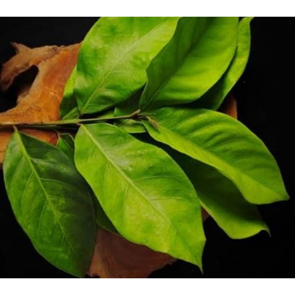 

100 pcs daun salam segar