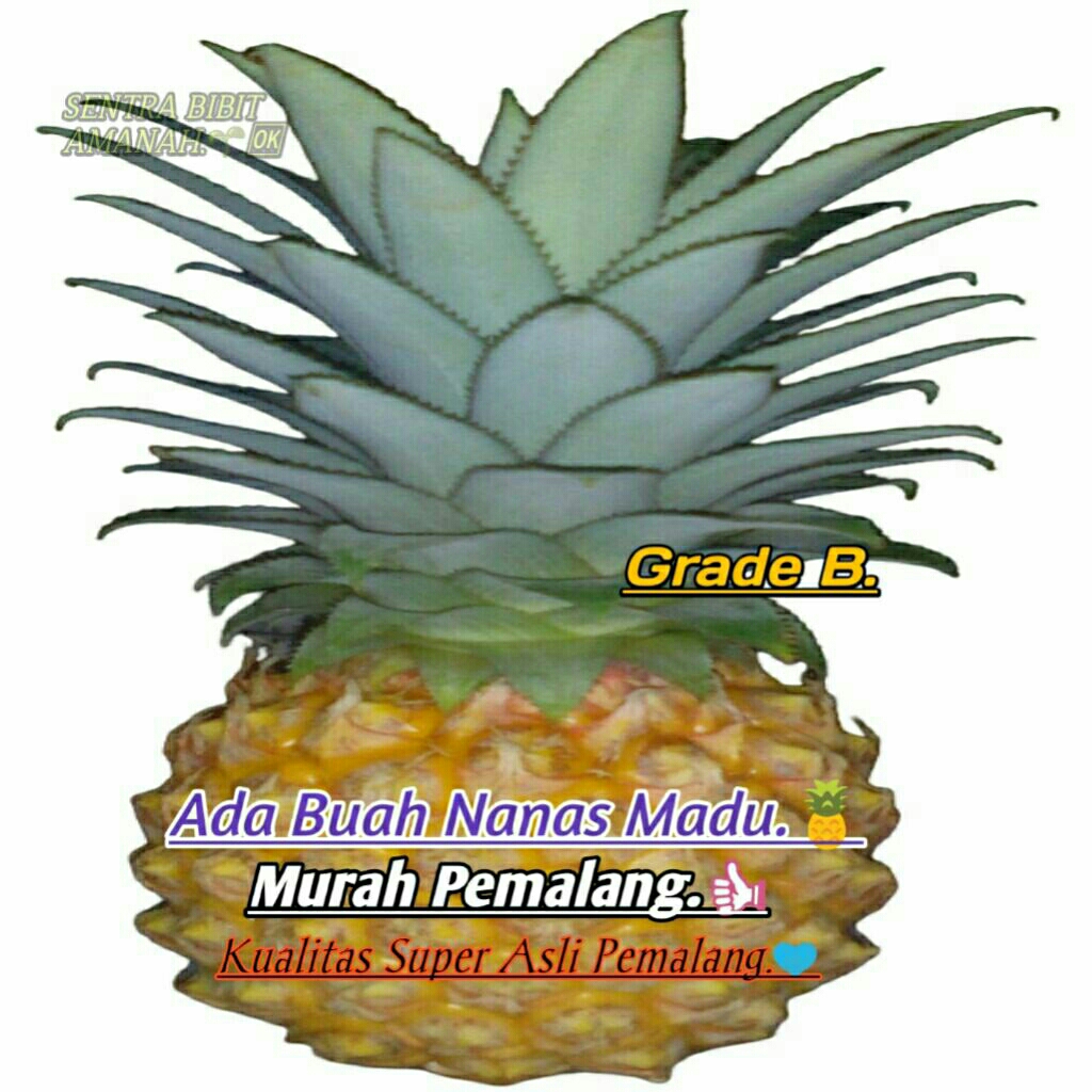 SENTRA BIBIT AMANAH - Ada Buah Nanas Madu Murah Pemalang Kualitas Super Asli Pemalang.