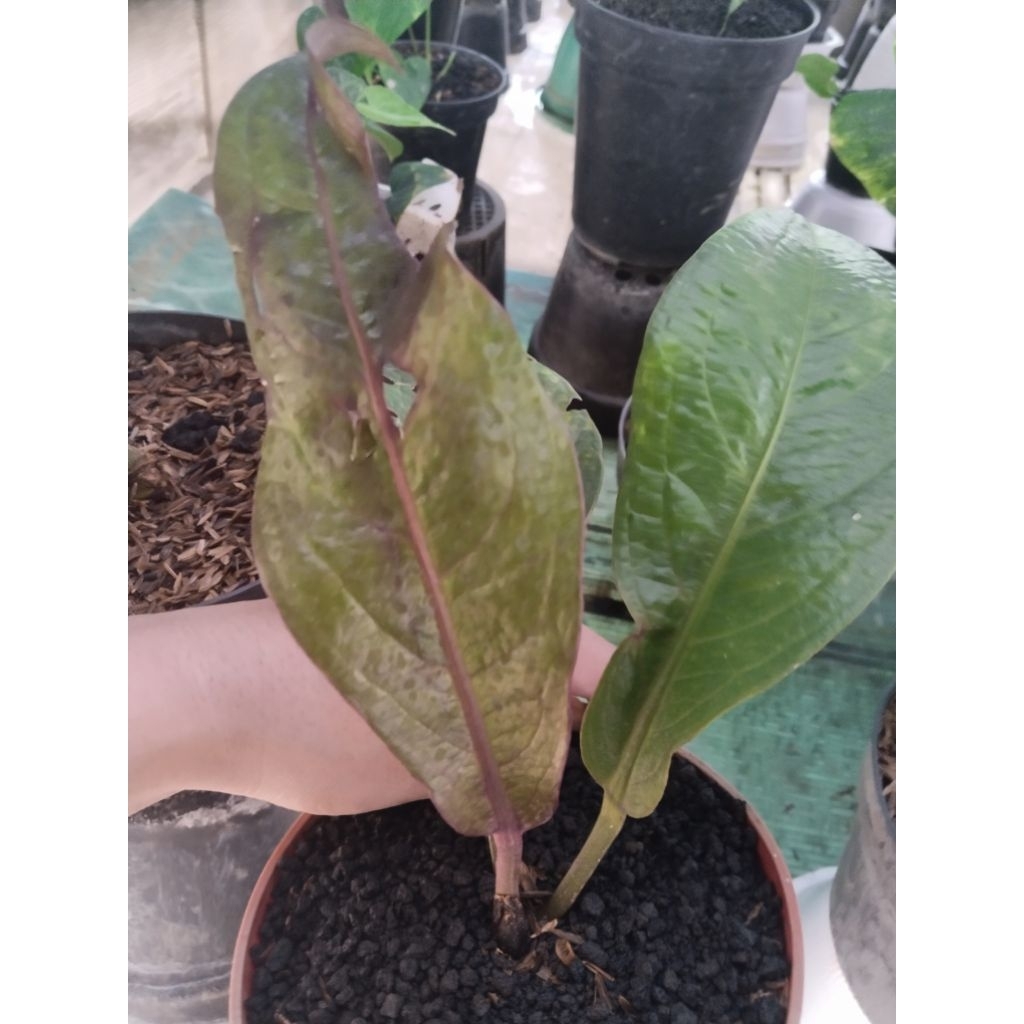 anthurium jemani twister varigata koleksian