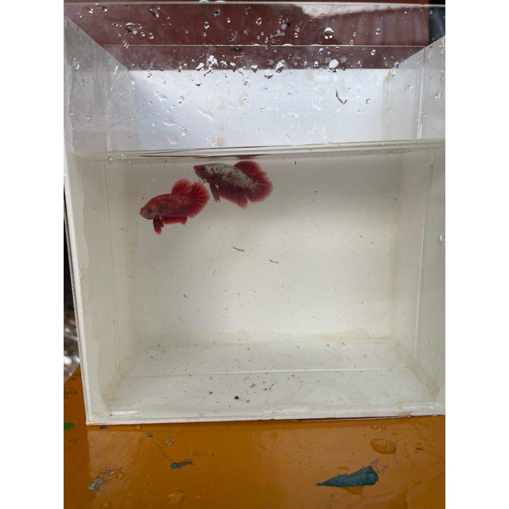 Cupang RGG Bonsai mewah