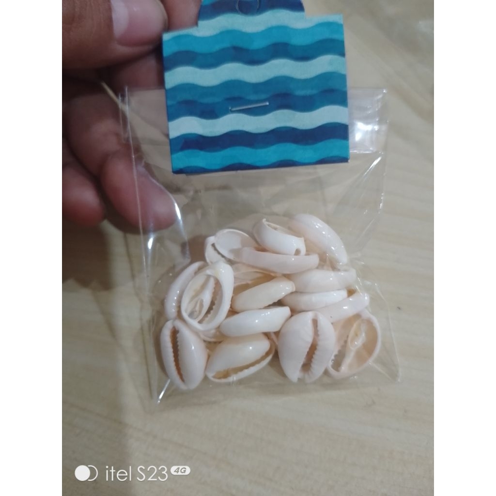 kerang kuwuk putih glossy bahan kerajinan kerang
