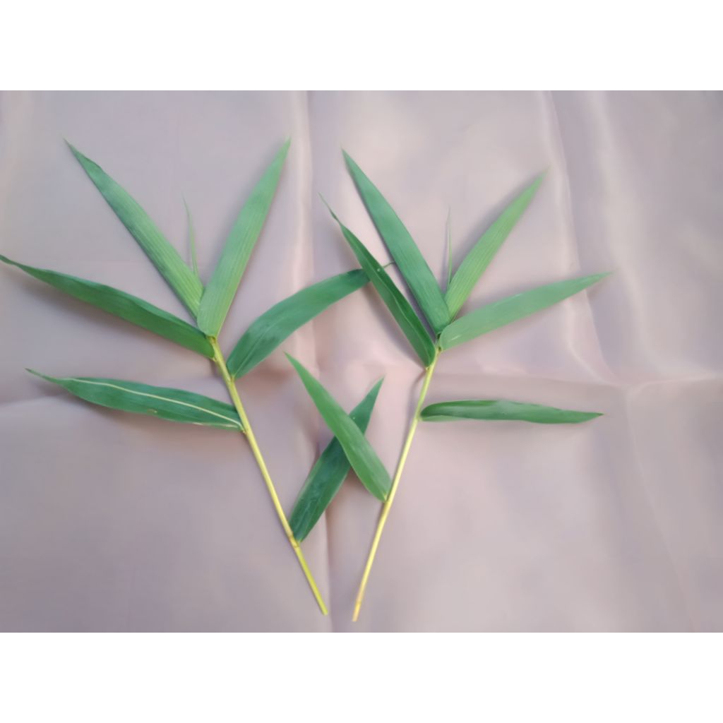 Daun Bambu kuning segar