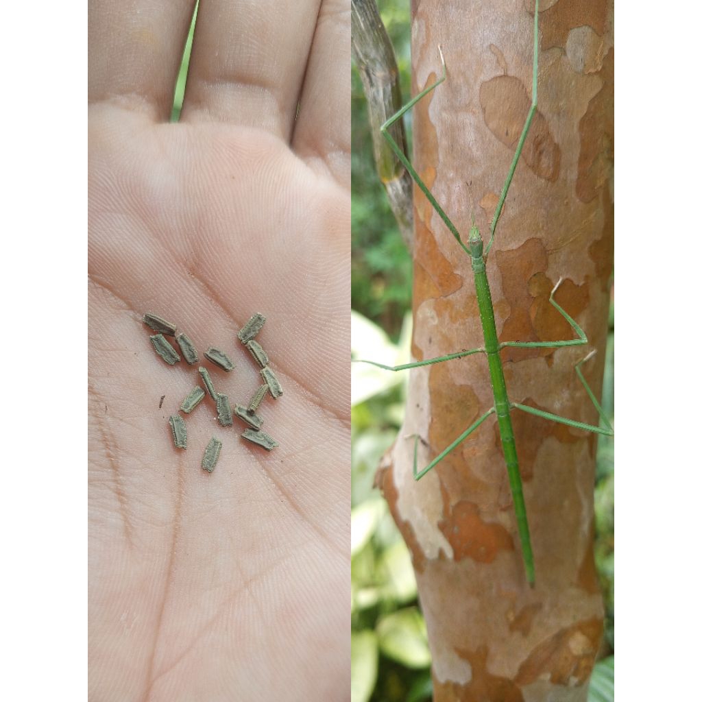 telur belalang tongkat | ramulus angustior