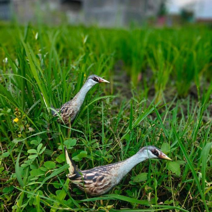 Jontrot boneka patung mainan jontrot burung rawa tikussan/trinniel tikusan alis putih