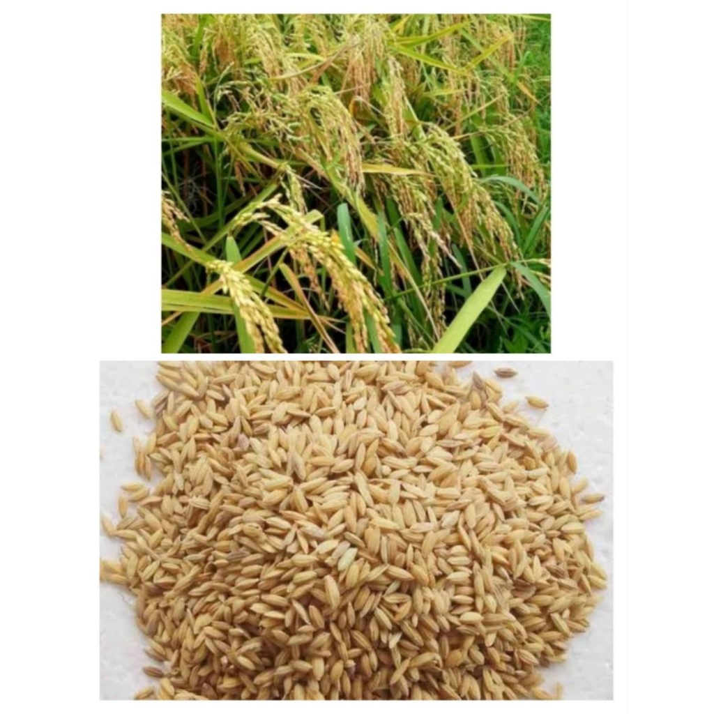 COD  1KG BIBIT PADI KETAN PUTIH PULEN LOKAL SUPER UNGGUL PREMIUM