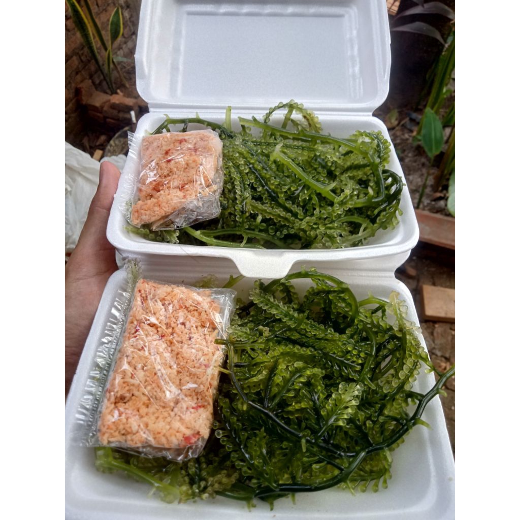 Anggur laut, green caviar atau lawi lawi