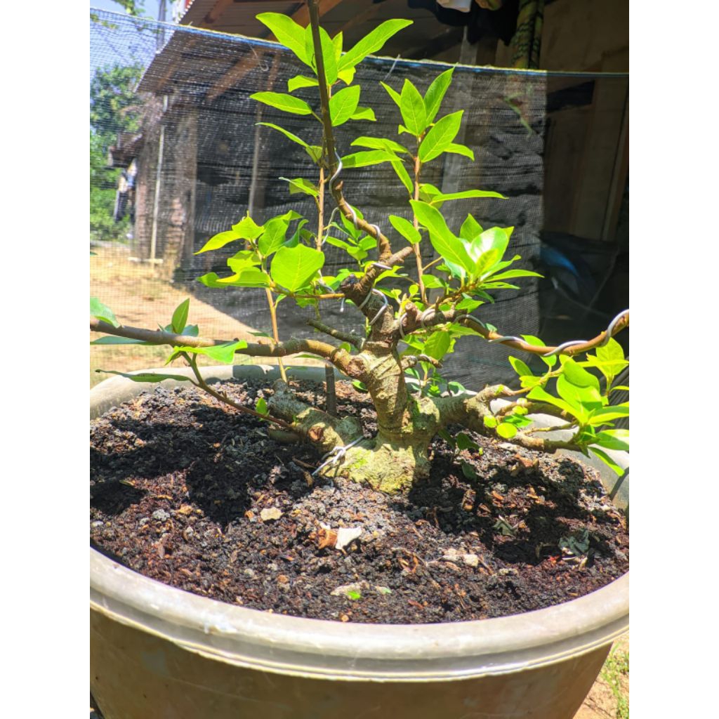 bahan bonsai loa prospek mame