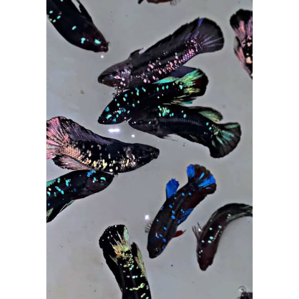 HIASAN AQUARIUM CUPANG PLAKAT BETINA AVATAR