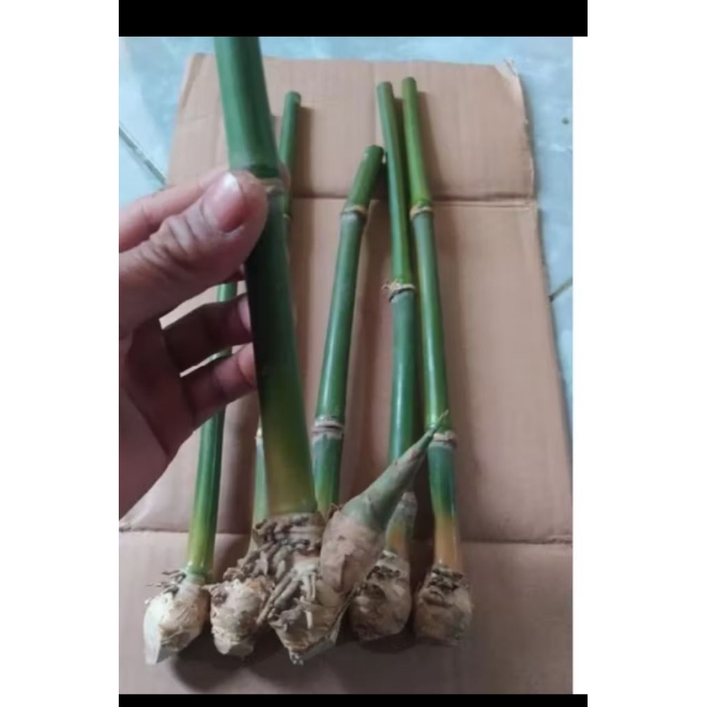 bibit bambu lemang - bambu kusus nasi lemang / bambu bakar nasi jaha