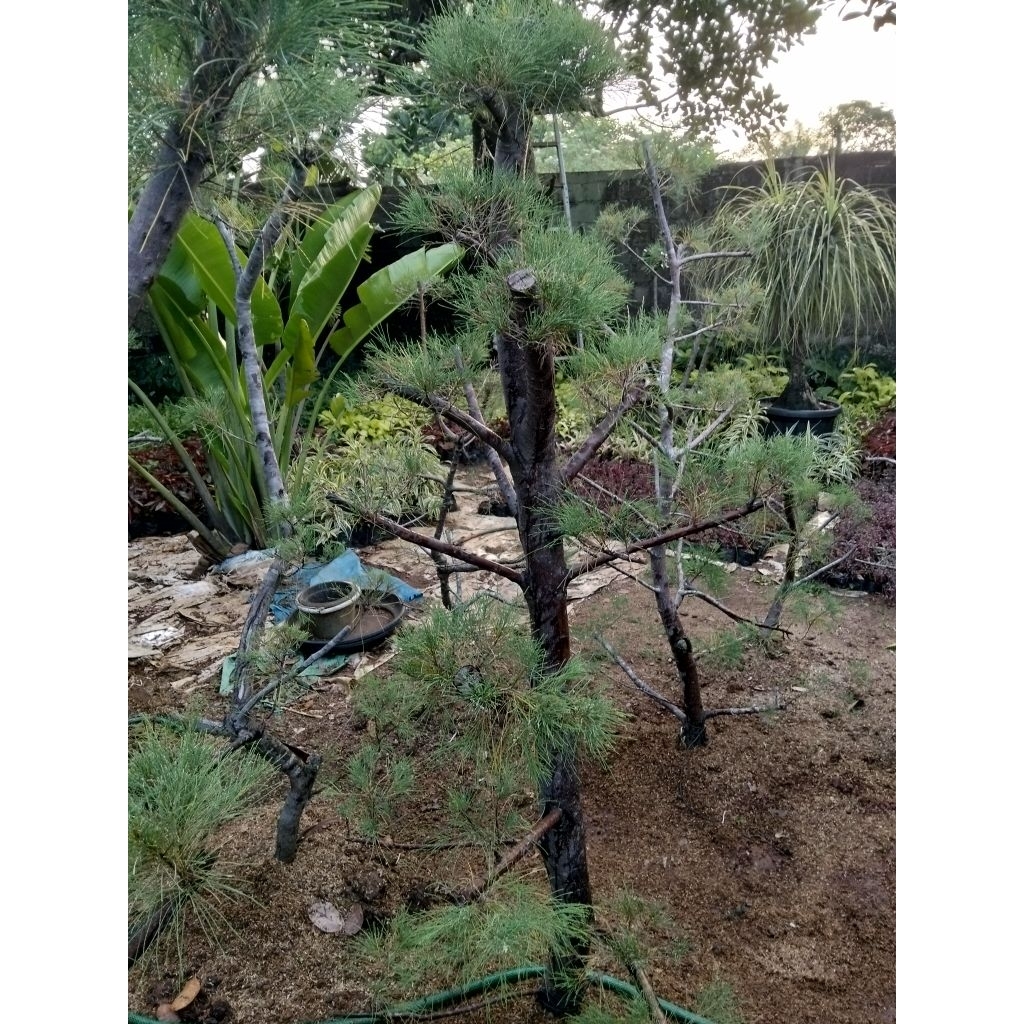 bonsai Cemara udang bonsai taman Cemara udang tinggi 155cm