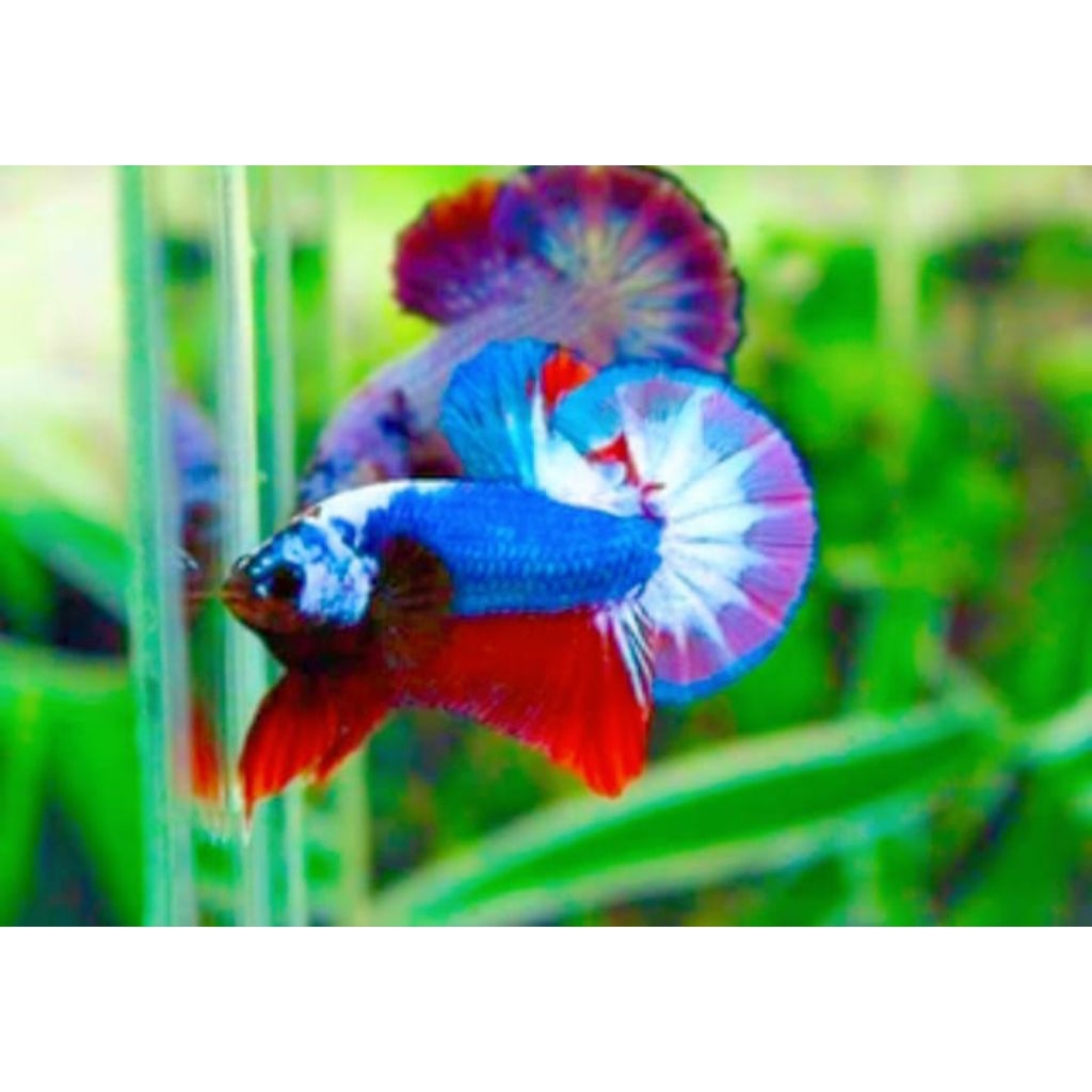 paket hemat untuk satu pasang jayen besgel jantan dan betina