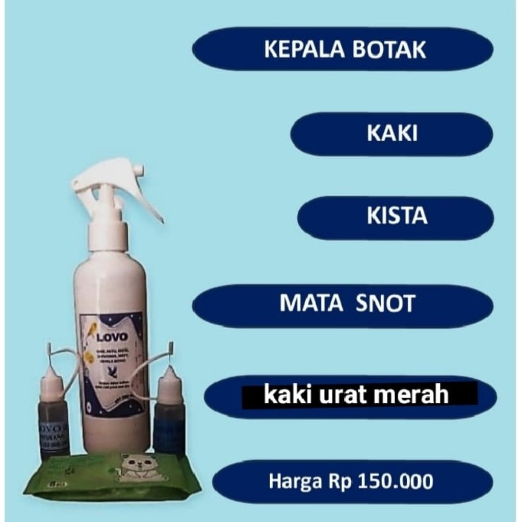 kaki urat merah / mata snot / kista / lovo