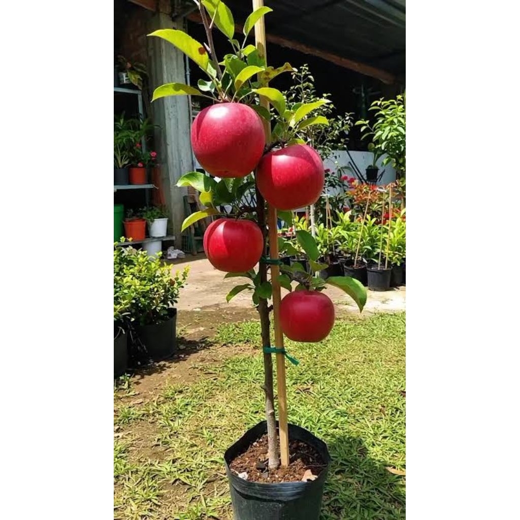 

Bibit apel fuji cangkok unggul siap berbuah buah premium dari Jepang