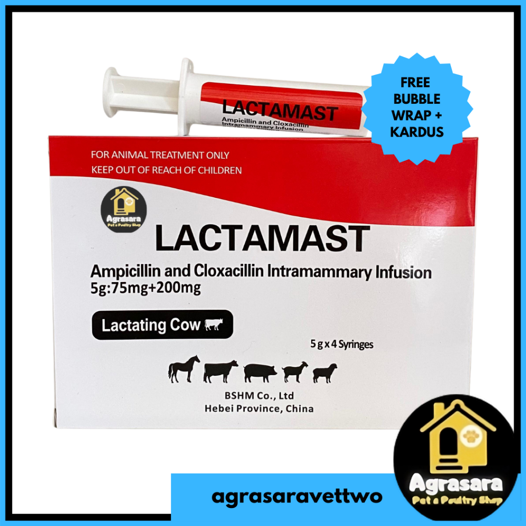 Lactamast 5gr - Antibiotik Intramammary untuk Pengobatan Mastitis pada Sapi Perah