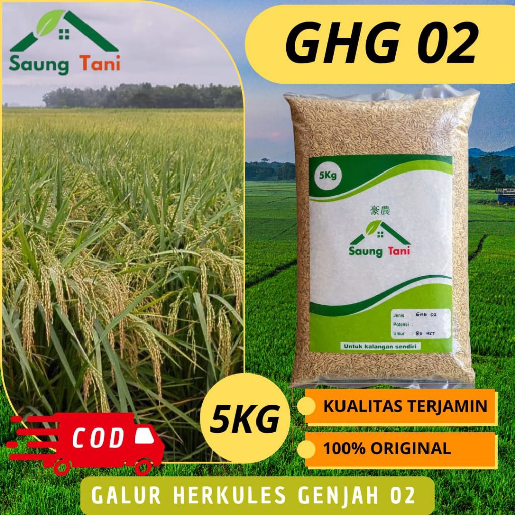Benih Padi Unggul GHG 02 Galur Herkules Genjah 02