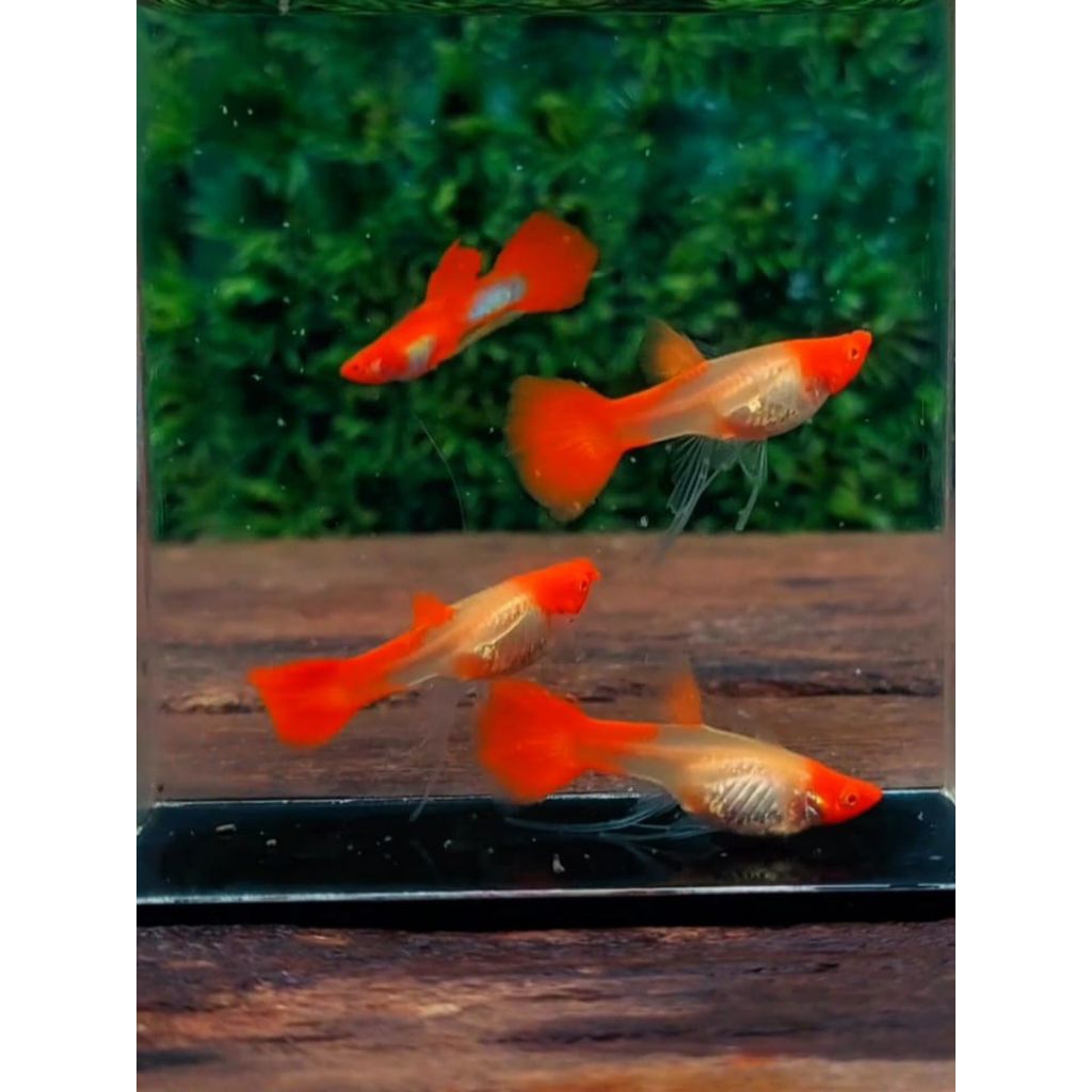 hiasan aquarium ALBINO KOI RIBBON
