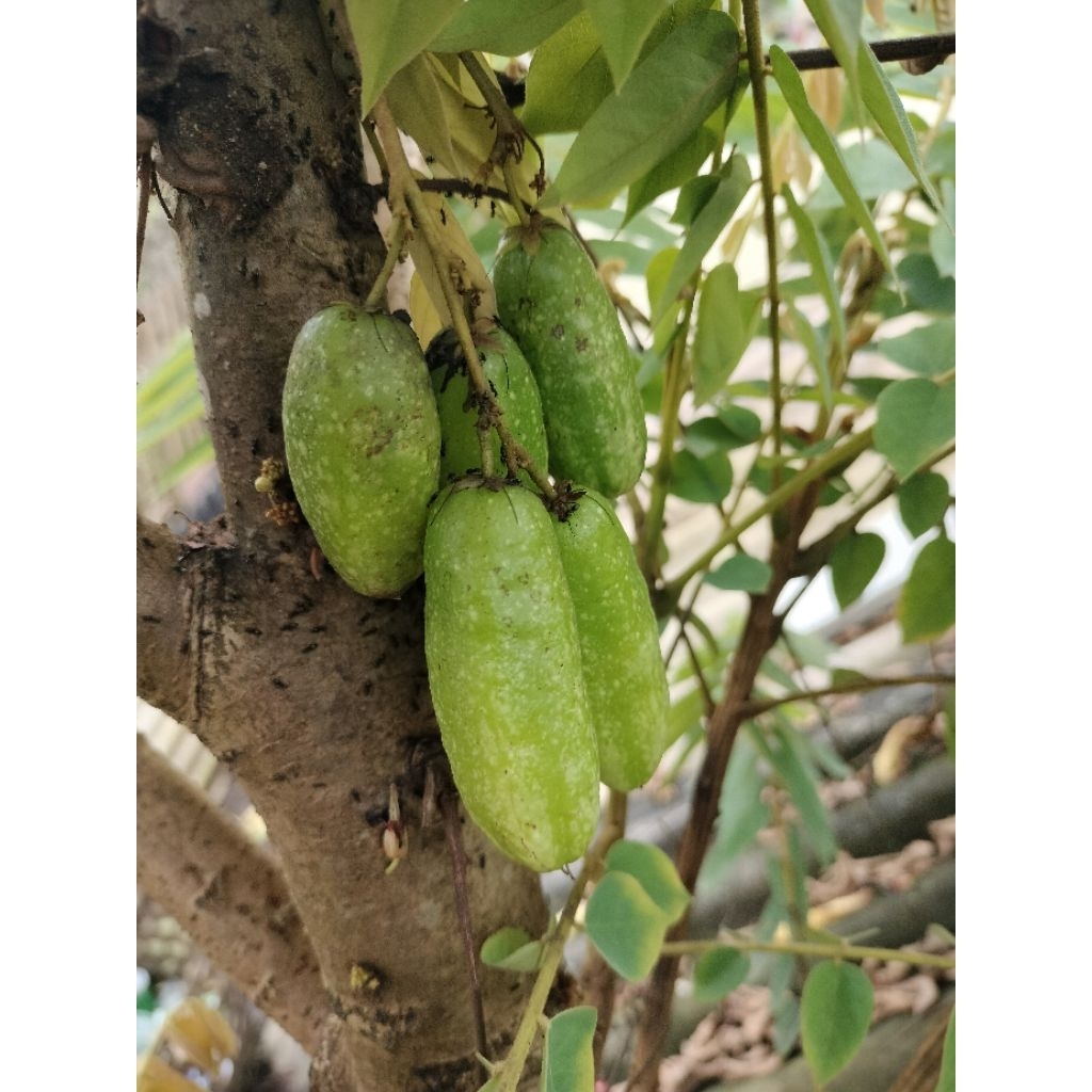 

BLIMBING WULUH SEGAR