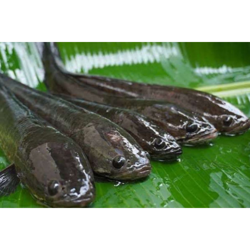 IKAN GABUS HIDUP 1KG ISI 2.3.4 ekor