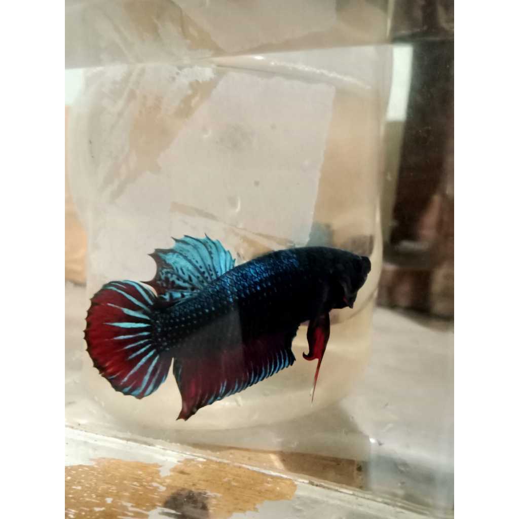 Cupang Aduan Fighter Siap Adu Size L- || Cupang Aduan  Berkualitas