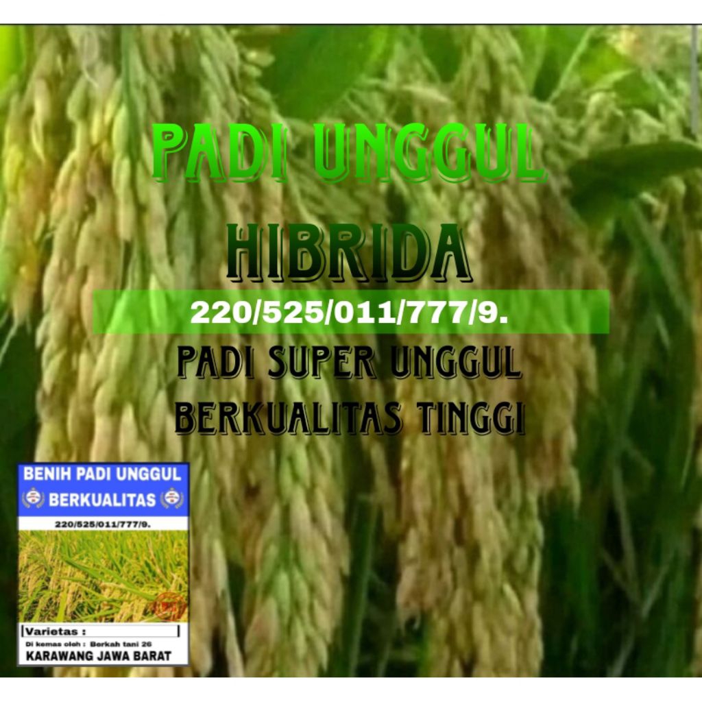BENIH PADI UNGGUL HIBRIDA 1KG