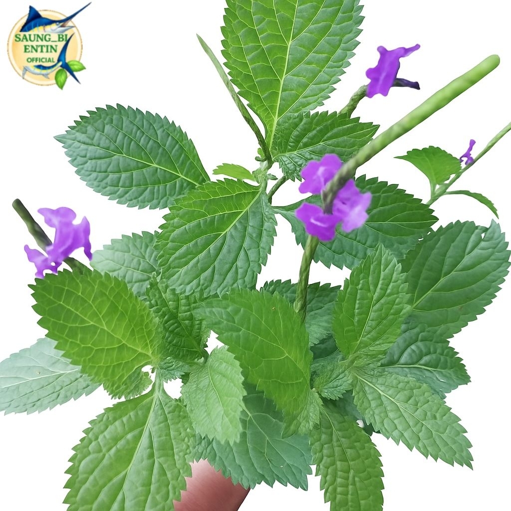 

Daun Jarong | Pecut Kuda Segar 100 Gram Herbal Alami Obat Amandel