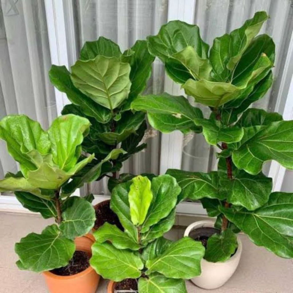 pohon Ketapang biola cantik tinggi 80/1M sudah berakar - Ketapang biola cantik