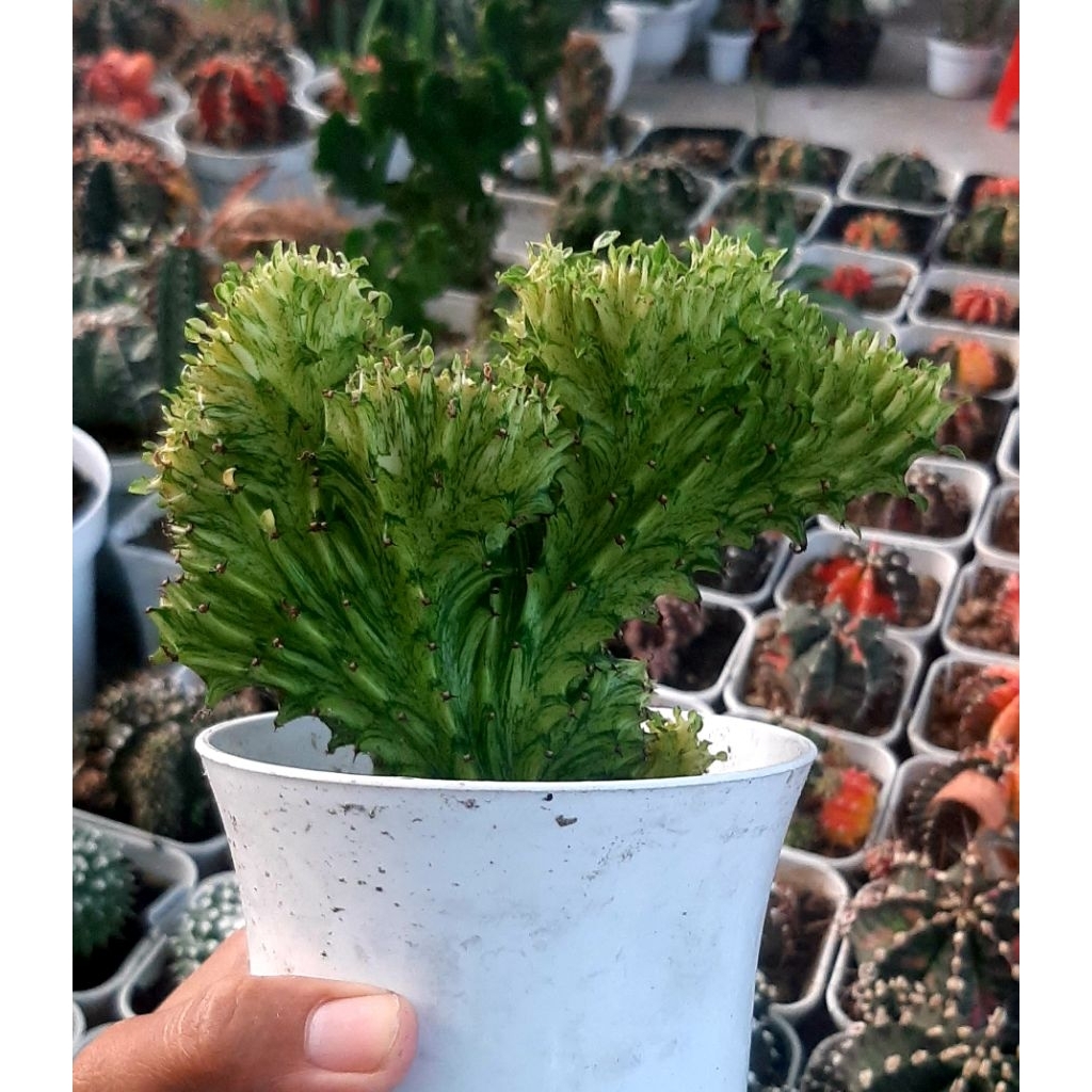 Kaktus Lacthea Kuning / Maryunathanii Cristata Ownroot sesuai foto
