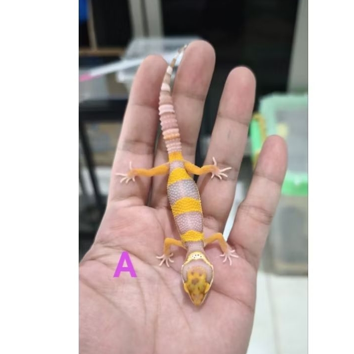 Mainan Baby Leopard Gecko Asli - Bell Lavender Series