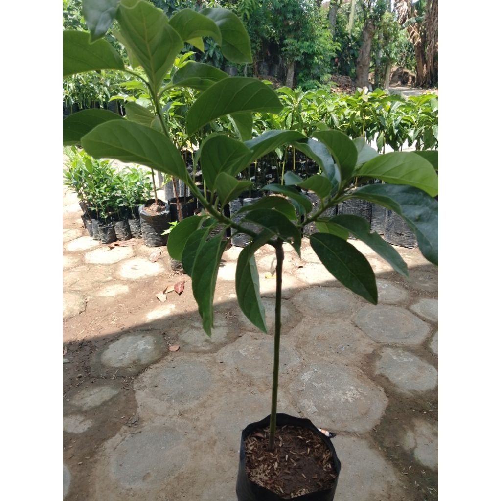 bibit alpukat miki siap buah mantab