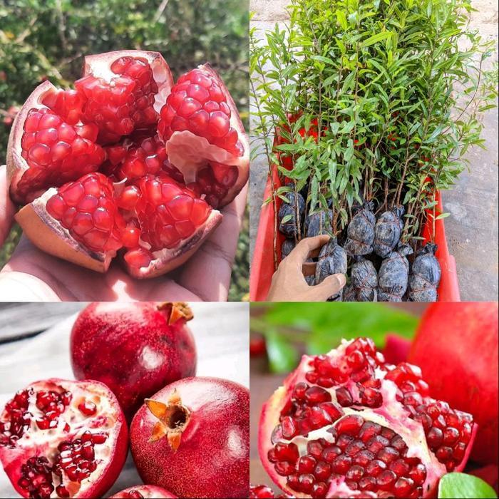 BIBIT BUAH DELIMA MERAH JUMBO