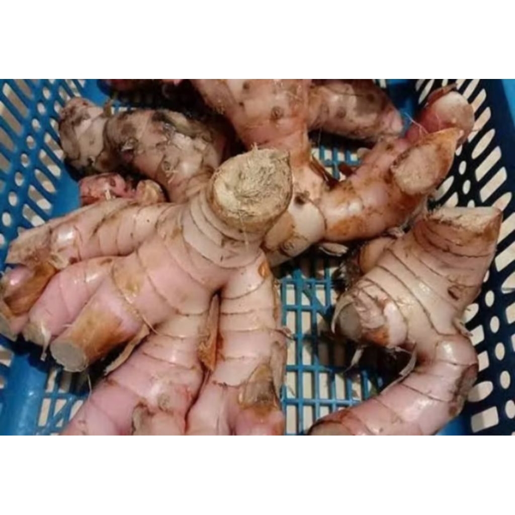 

500 GRAM LENGKUAS SEGAR FRESH LANGSUNG DARI PETANI