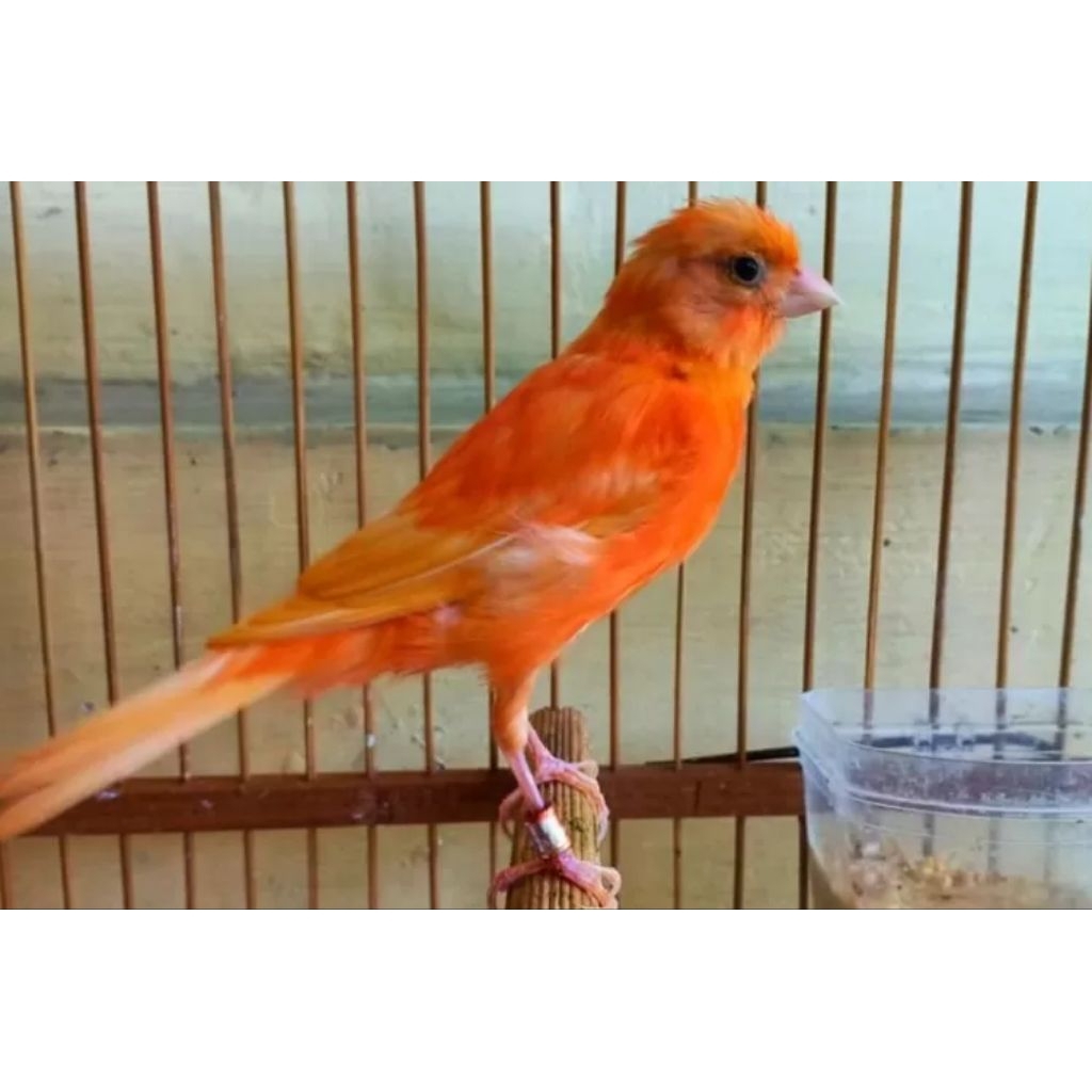 KENARI MERLOK GACORAN