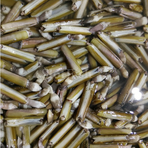 Kerang Bambu 1Kg Kerang Bambu Segar Seafood Kerang Laut Segar