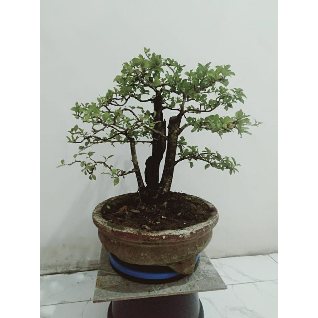 bonsai Rukem