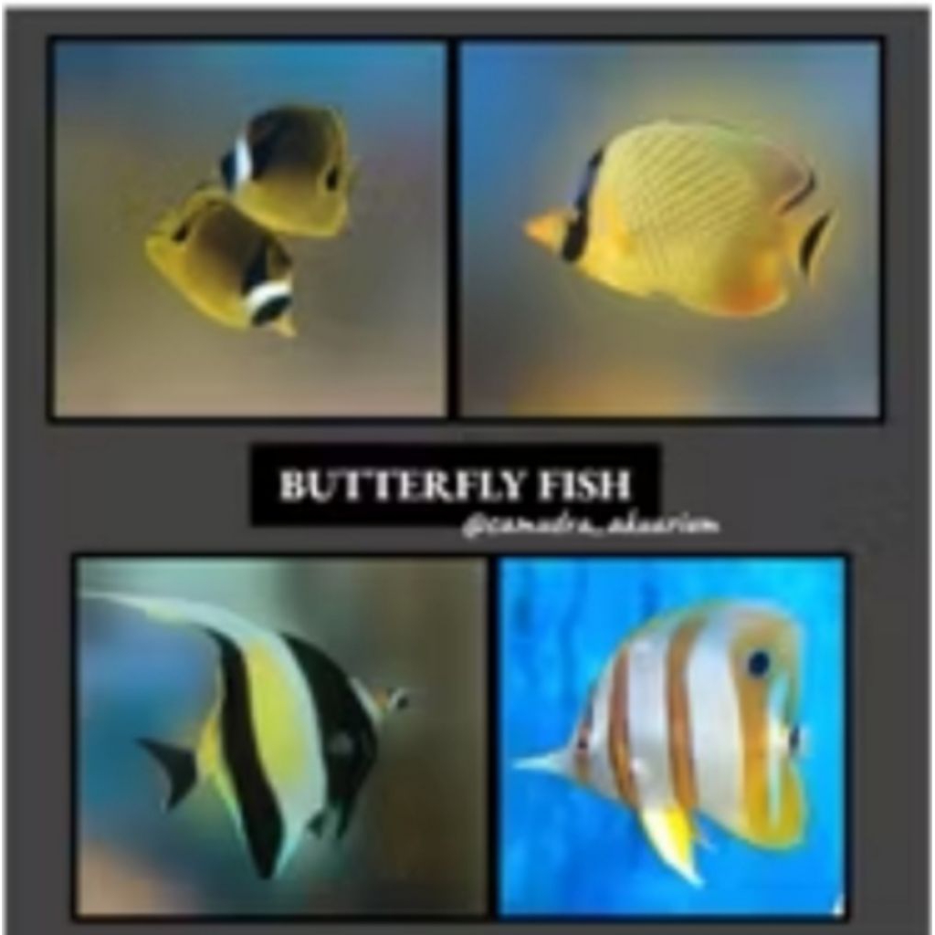 Ikan Hias Air Laut Morish Idol / angel Fish / Botana / Butterflyfish